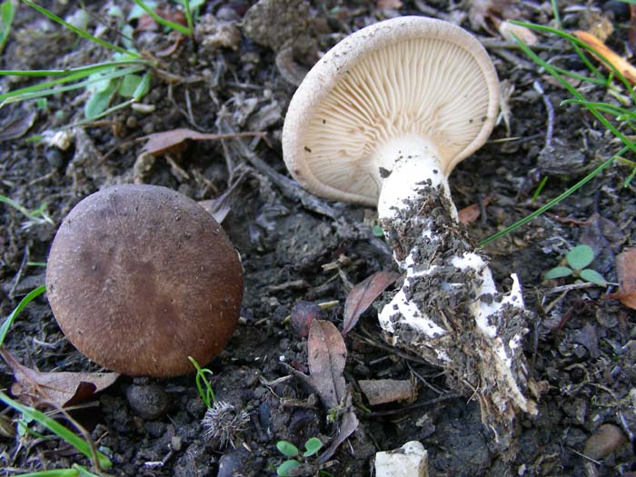 Pleurotus eryngii 09.11.07