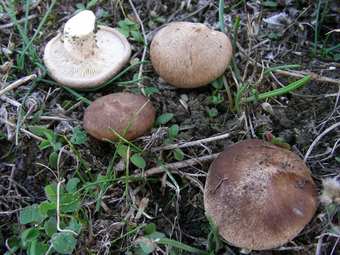 Pleurotus eryngii 09.11.07