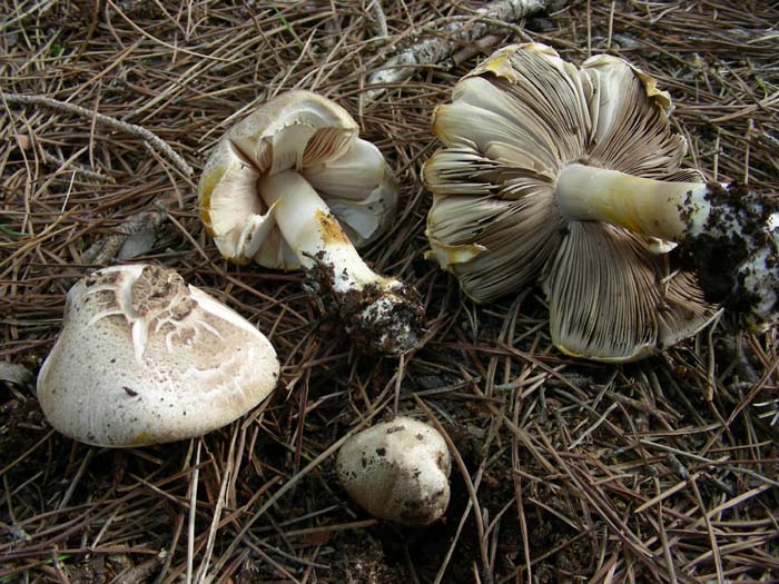 Agaricus 09.11.07