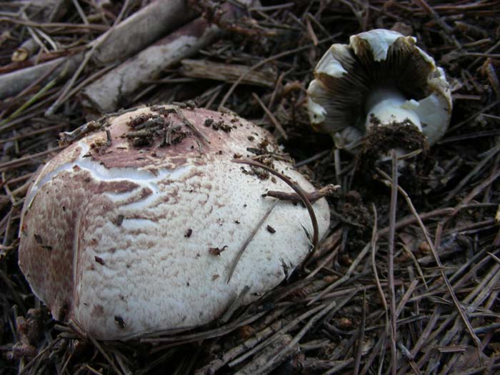 Agaricus 09.11.07