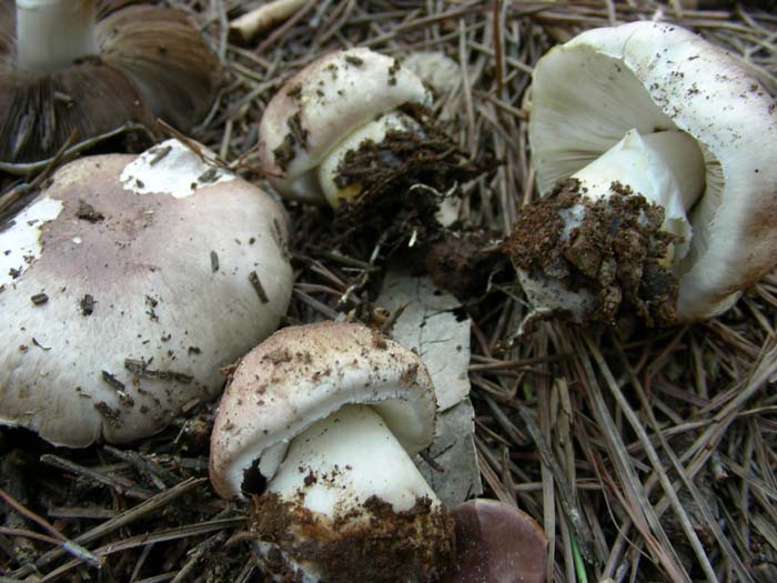 Agaricus 09.11.07