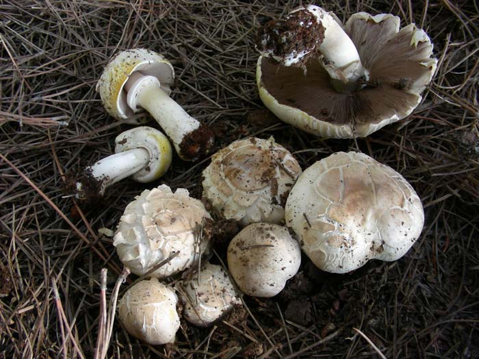 Agaricus 09.11.07