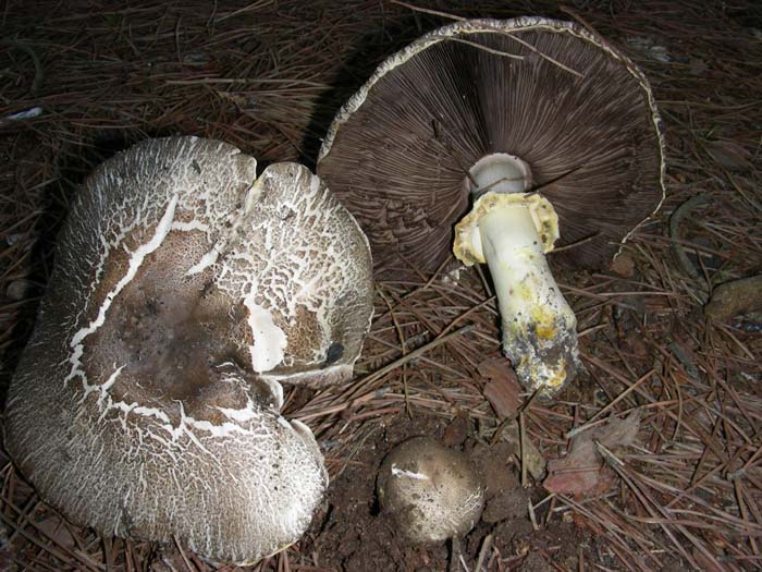 Agaricus 09.11.07