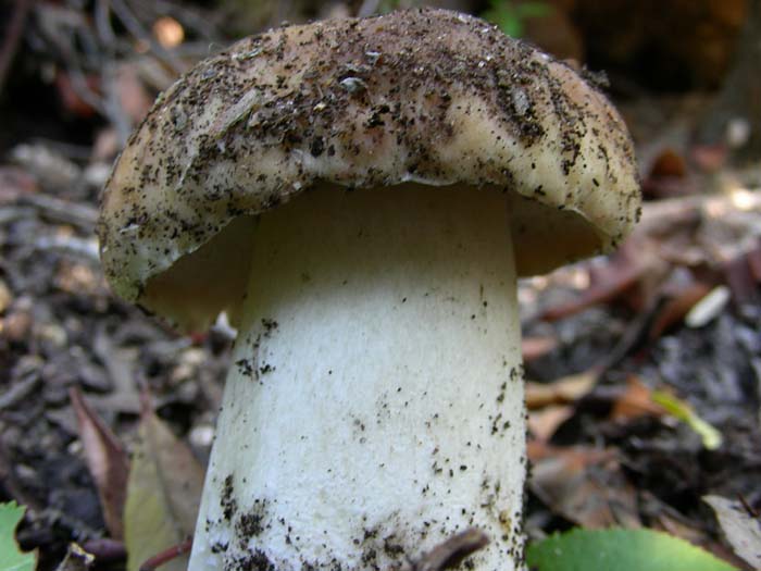 era in solitudine 20.11.07