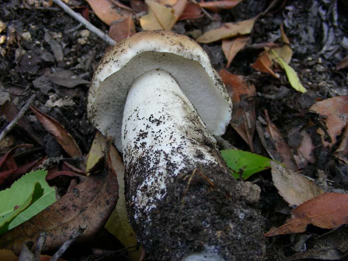 era in solitudine 20.11.07