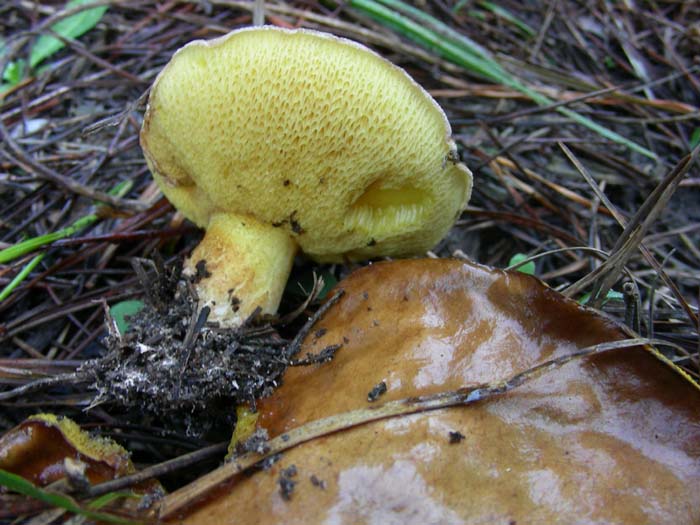 ritrovamenti del 27.11.07 (secondo gruppo)