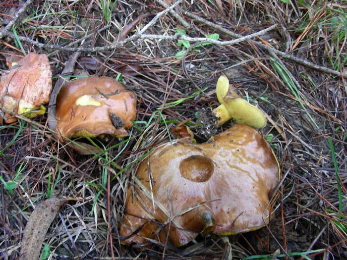 ritrovamenti del 27.11.07 (secondo gruppo)