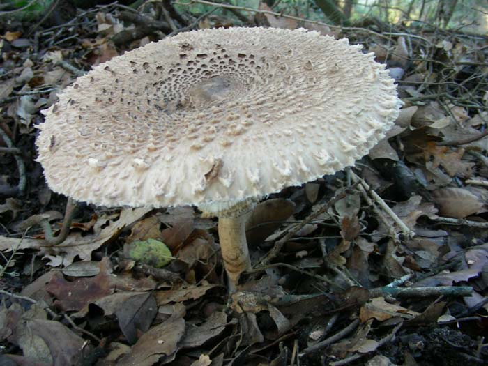 ritrovamenti del 27.11.07  (primo gruppo)