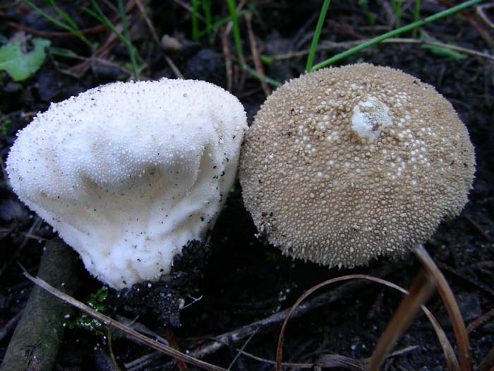 ritrovamenti del 27.11.07  (primo gruppo)