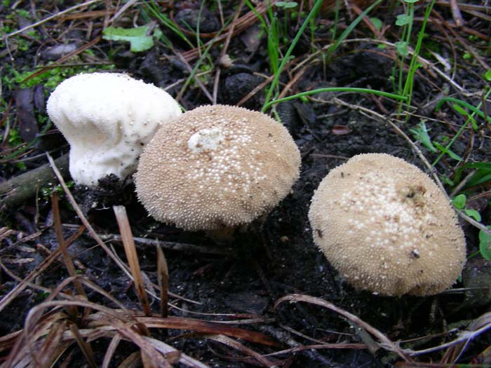 ritrovamenti del 27.11.07  (primo gruppo)