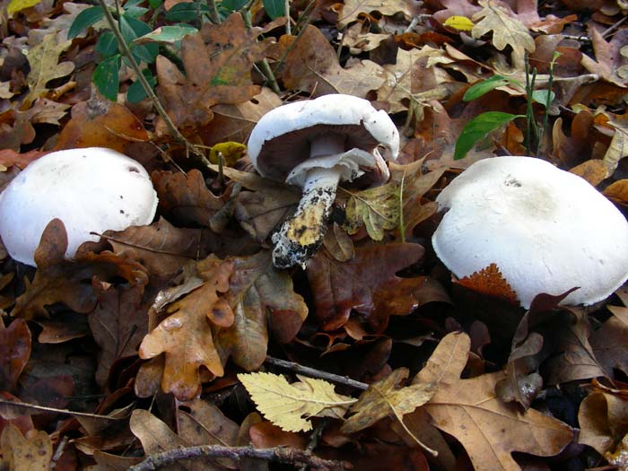 ritrovamenti del 27.11.07  (primo gruppo)