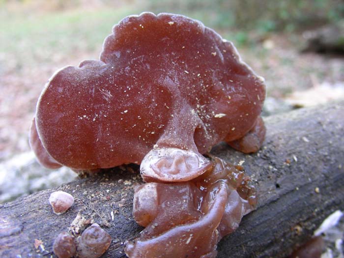 ritrovamenti del 27.11.07 (secondo gruppo)