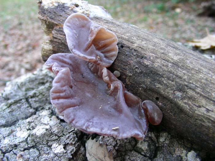 ritrovamenti del 27.11.07 (secondo gruppo)