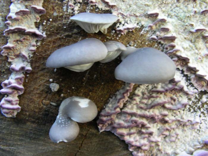 ritrovamenti del 27.11.07 (terzo gruppo)