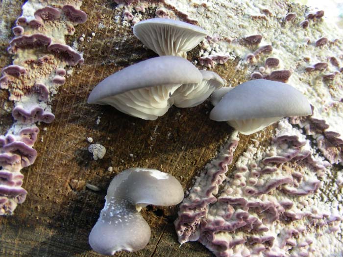 ritrovamenti del 27.11.07 (terzo gruppo)