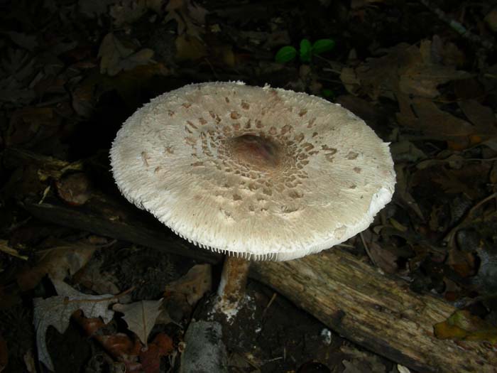 ritrovamenti del 27.11.07  (primo gruppo)