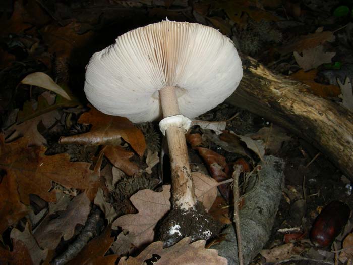 ritrovamenti del 27.11.07  (primo gruppo)