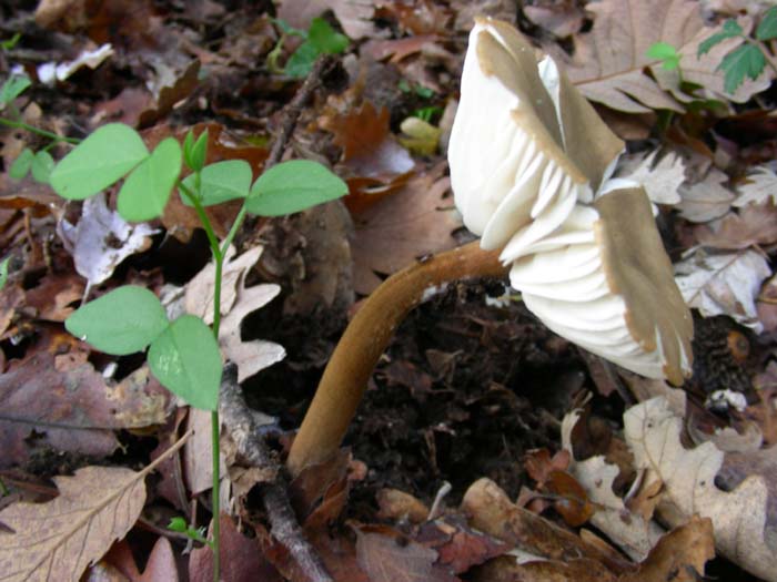 ritrovamenti del 27.11.07 (secondo gruppo)