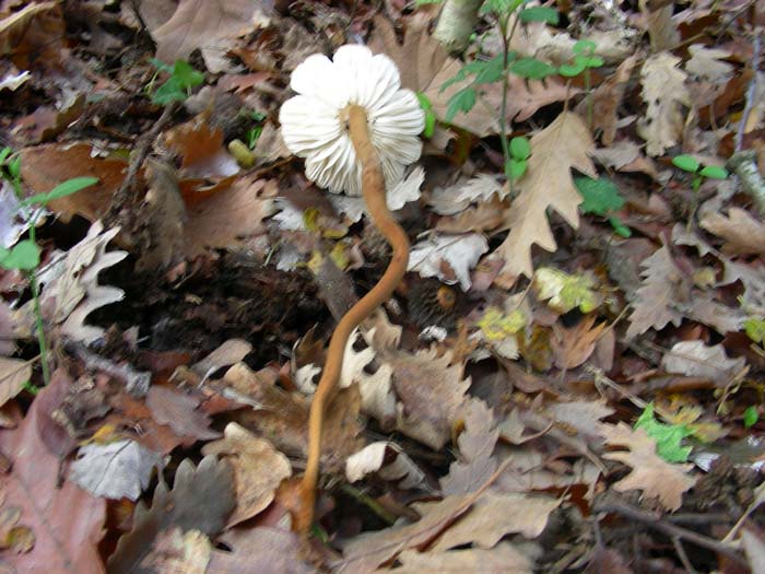 ritrovamenti del 27.11.07 (secondo gruppo)