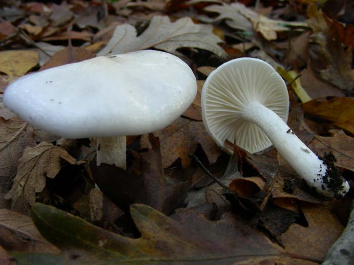 ritrovamenti del 27.11.07 (secondo gruppo)