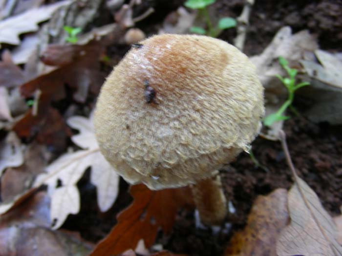 ritrovamenti del 27.11.07 (terzo gruppo)