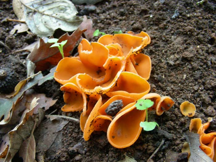 ritrovamenti del 27.11.07 (terzo gruppo)