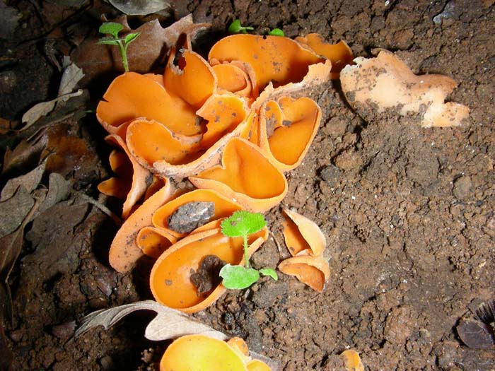 ritrovamenti del 27.11.07 (terzo gruppo)