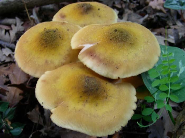 ritrovamenti del 27.11.07 (secondo gruppo)