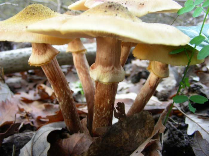 ritrovamenti del 27.11.07 (secondo gruppo)