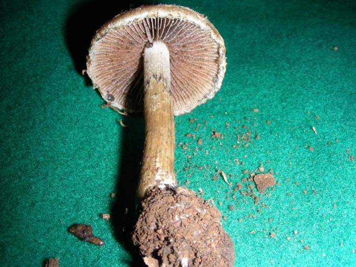 ritrovamenti del 27.11.07 (terzo gruppo)