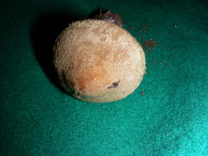 ritrovamenti del 27.11.07 (terzo gruppo)