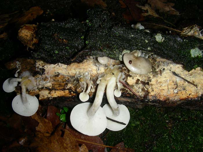 altri ritrovamenti del 30.11.07