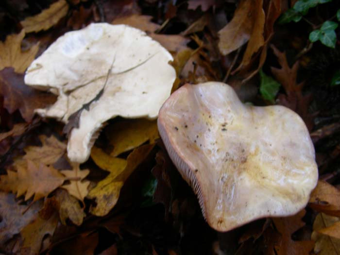 Cortinarius 30.11.07