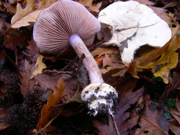 Cortinarius 30.11.07