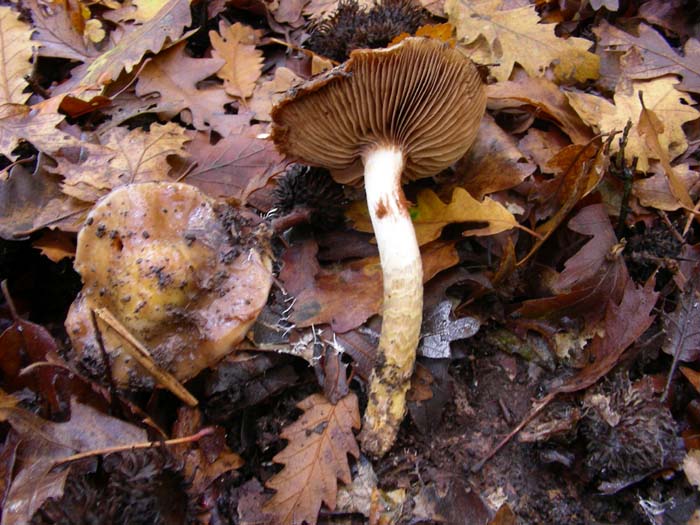 Cortinarius 30.11.07