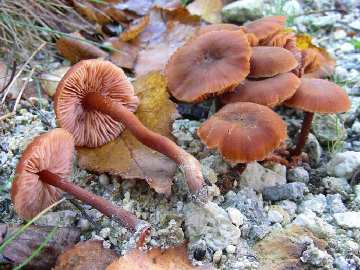 altri ritrovamenti del 30.11.07