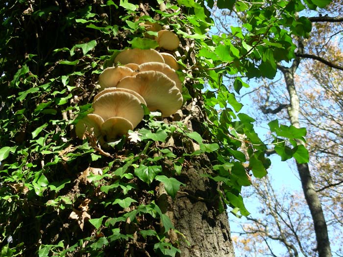 Pleurotus ostreatus 04.12.07