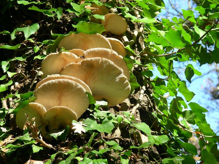 Pleurotus ostreatus 04.12.07