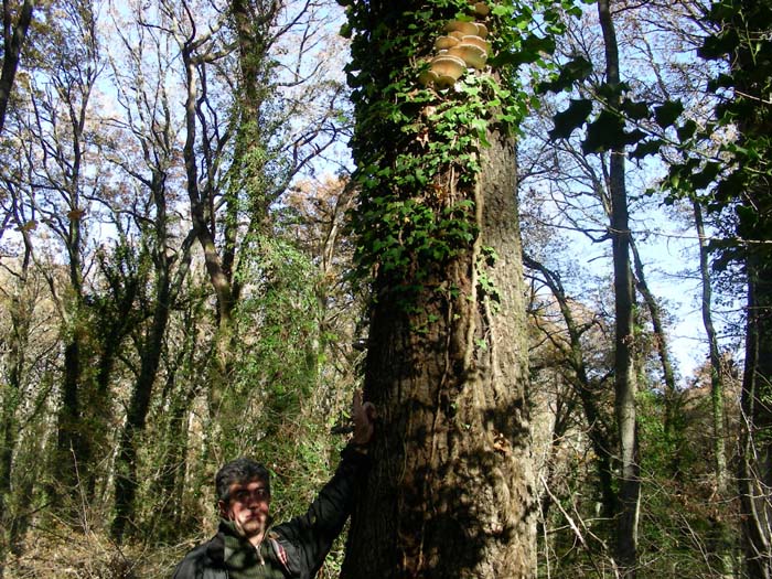 Pleurotus ostreatus 04.12.07