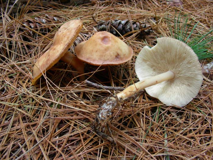 ritrovamenti del 07.12.07