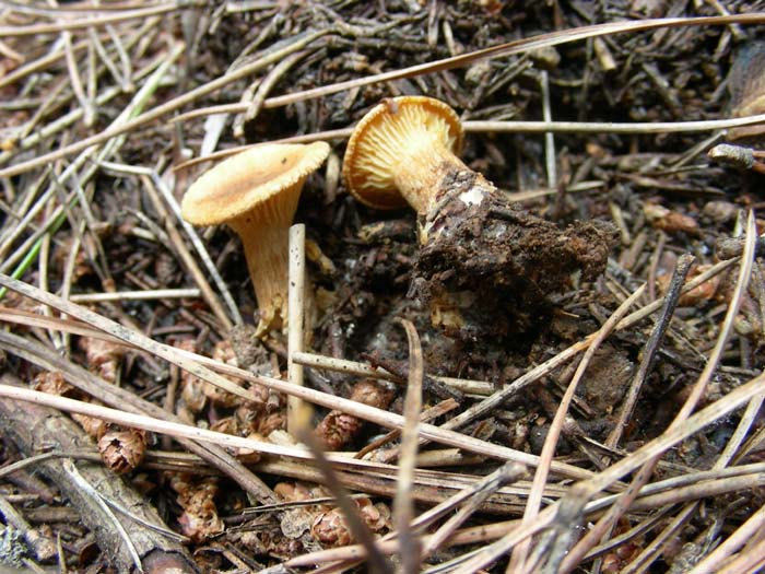 ritrovamenti del 07.12.07