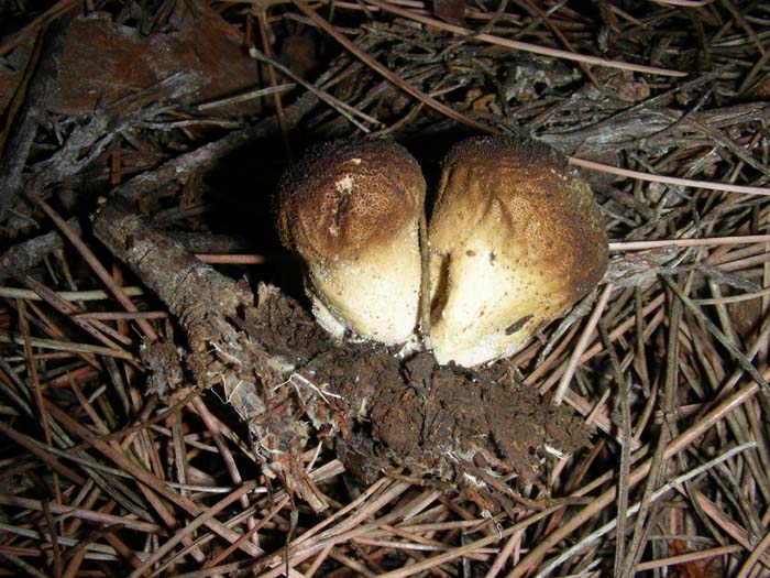 altri ritrovamenti del 07.12.07