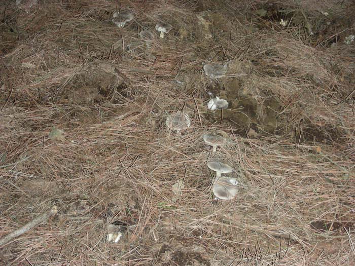 altri ritrovamenti del 07.12.07