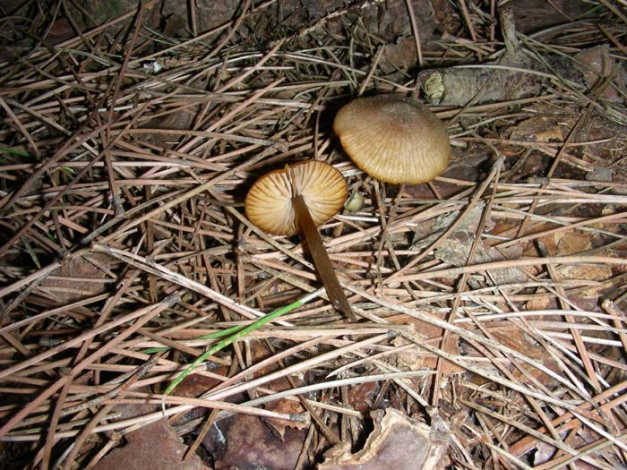 altri ritrovamenti del 07.12.07