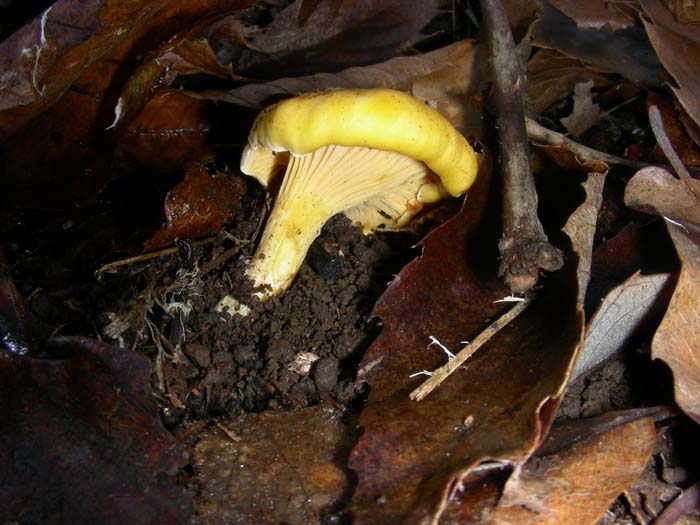 ritrovamenti del 15.12.07