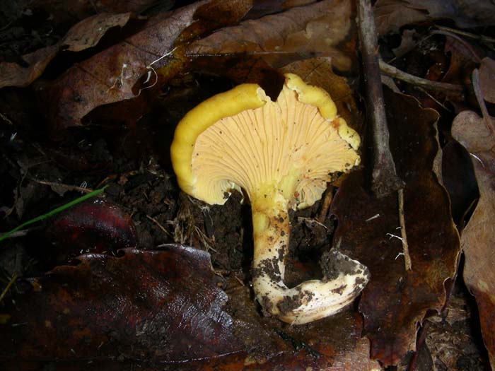 ritrovamenti del 15.12.07