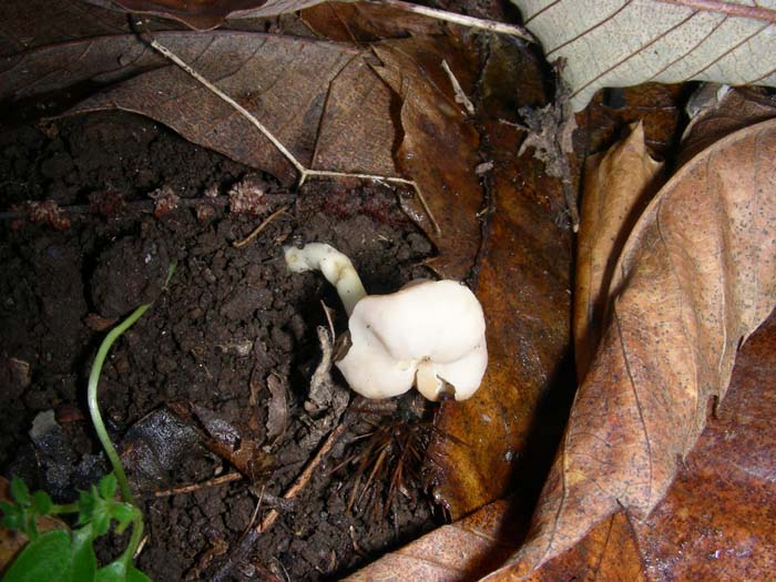 ritrovamenti del 15.12.07