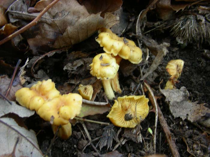 ritrovamenti del 15.12.07