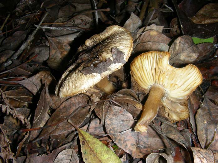 altri ritrovamenti del 14.12.07