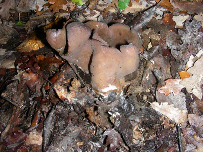 altri ritrovamenti del 14.12.07